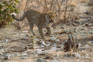Wilder Leopard Angriff