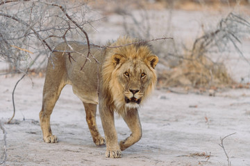Löwe schreitet durch die Wüste Namibias, Afrika