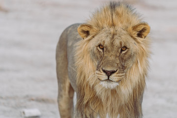 Löwe schreitet durch die Wüste Namibias, Afrika