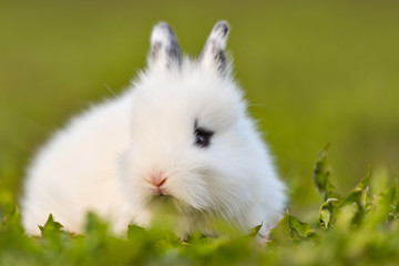 Easter greetings - Easter bunny rabbit sitting in green grass.