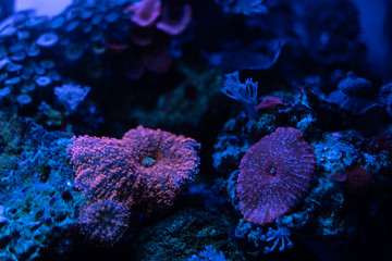 coral reef. Moonlight falls on corals. Undersea world.