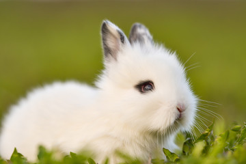 Easter greetings - Easter bunny rabbit sitting in green grass.
