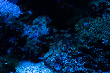coral reef. Moonlight falls on corals. Undersea world.