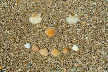 shells on the beach