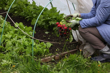 Naklejka premium Hands in earth-stained gloves hold a bunch of fresh red radishes plucked from the ground against the blurred background of a greenhouse bed.Vitamins on the household farm.Russia
