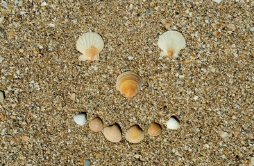 shells on the beach