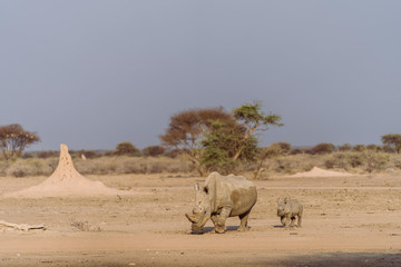 Nashorn mit Baby in Afrika