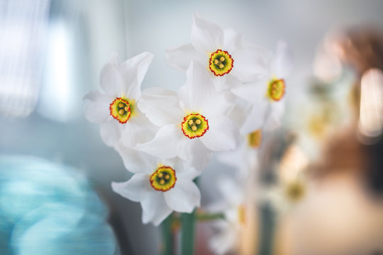 Beautiful simple white flowers daffodils, Narcissus Stellaris