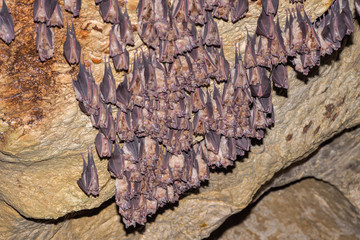 Fototapeta na wymiar Group of Greater horseshoe bat (Rhinolophus ferrumequinum)