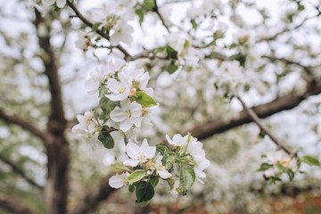 Blooming tree brunch in white colours against cloudy sky, spring blossom