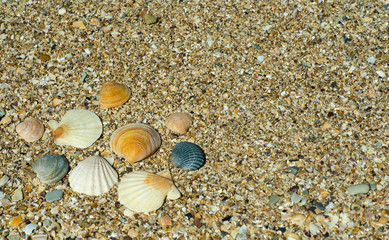 seashells on the beach