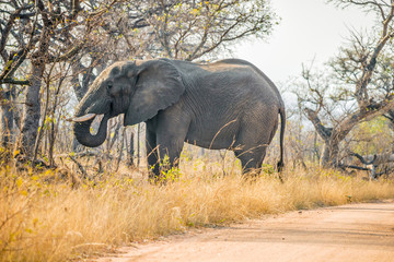 Obraz premium South Africa - Kruger national park - African bush (savanna) elefant (loxodonta africana) grazes in the forest near the gravel road in the protected area of ​​the park