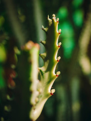 Succulents Plants close up Green Cactus with sunlight outdoor garden