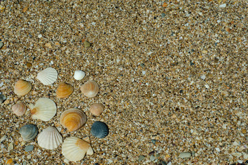 seashells on the beach