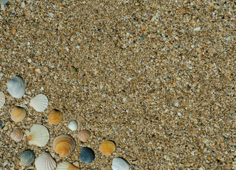 seashells on the sand