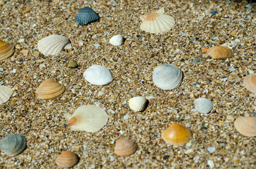shells on the beach