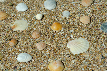Fototapeta na wymiar sea shells background