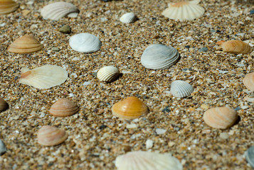 shells on sand