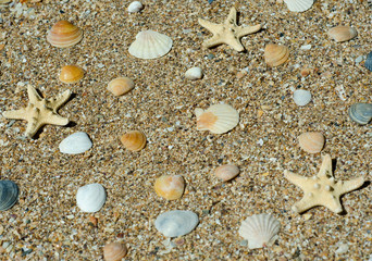 shells on the sand