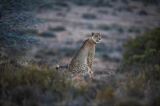 Radio collared male cheetah sitting in the open