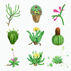 Vector set of succulents and cacti