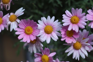 Obraz premium Wall picture flowers