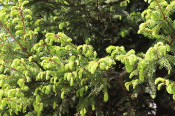 
Young fresh needles appear on spruce in spring