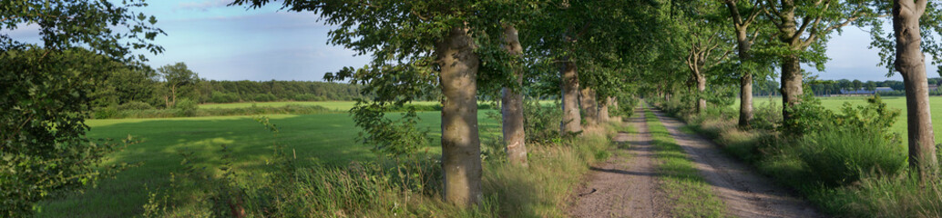 Fototapeta na wymiar Lane structure. Panorama. Beech trees. Maatschappij van Weldadigheid Frederiksoord Drenthe Netherlands