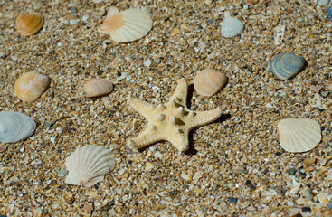 shells on the sand