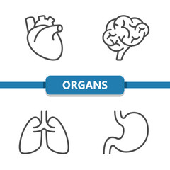 Internal Organs Icons