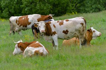 Fototapeta na wymiar cows on green field