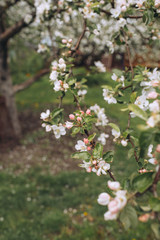 Blooming tree brunch in white colours against green grass, spring blossom