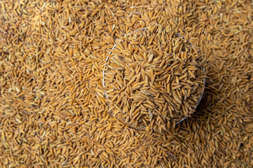 Paddy rice and and rice seed in a bowl with paddy rice background.