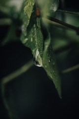 Green leaf with drop after a rainy day