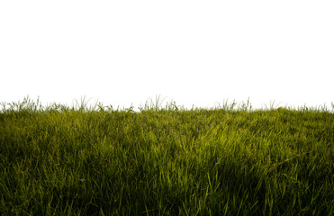 Backlit green grass