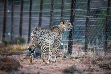 Male cheetah patrolling the reserve boundary fence