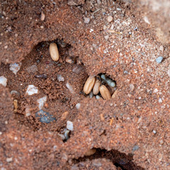 Black garden ants, Lasius niger living under aptio, here with cocoons and larvae of new queens, prior to Flying Ant Day. Photo UK May.