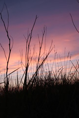 Sonnenuntergang mit Ästen
