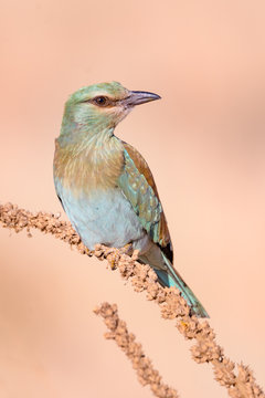 European roller, perched on a twig, close-up