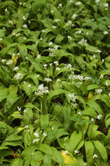 Many blossoming herbs of wild leek on wood glade.