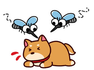 ペットに集まる蚊　柴犬