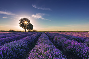 Naklejka na ściany i meble Lavender flower in the field panoramic view