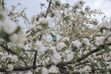 Blooming tree brunch against cloudy sky after rain, spring blossom