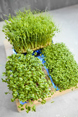 Fresh juicy green microgreens grow in trays.