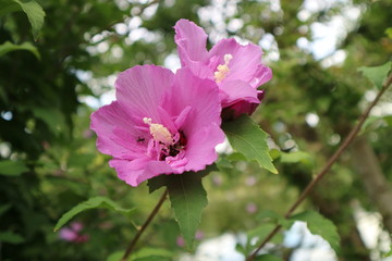 蜜を集めに来たアリと花