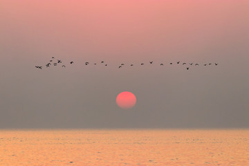 BEAUTIFUL SUNSET WITH BIRDS FLYING
This beautiful scenery was taken  from the shores of a beach in India. The coloured sun is going to sleep beneath the sea and the birds are going back to their home.