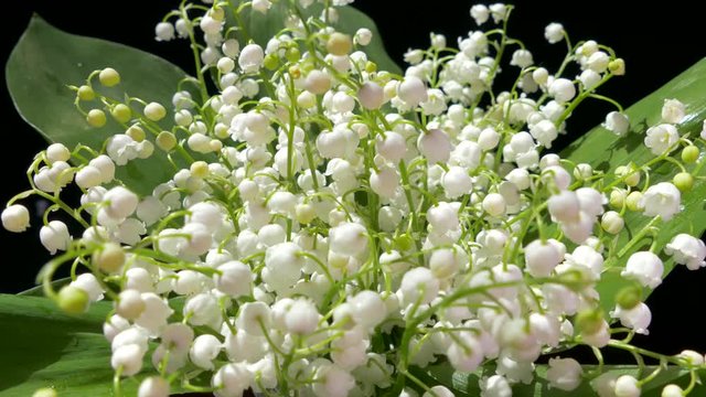 Bouquet of beautiful white flowers. Lilies of the valley close up.