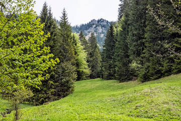 Mixed forest in Low Tatras mountains, Slovakia, springtime scene