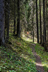 Coniferous forest in Low Tatras mountains, Slovakia, springtime scene