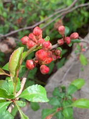 red currant bush